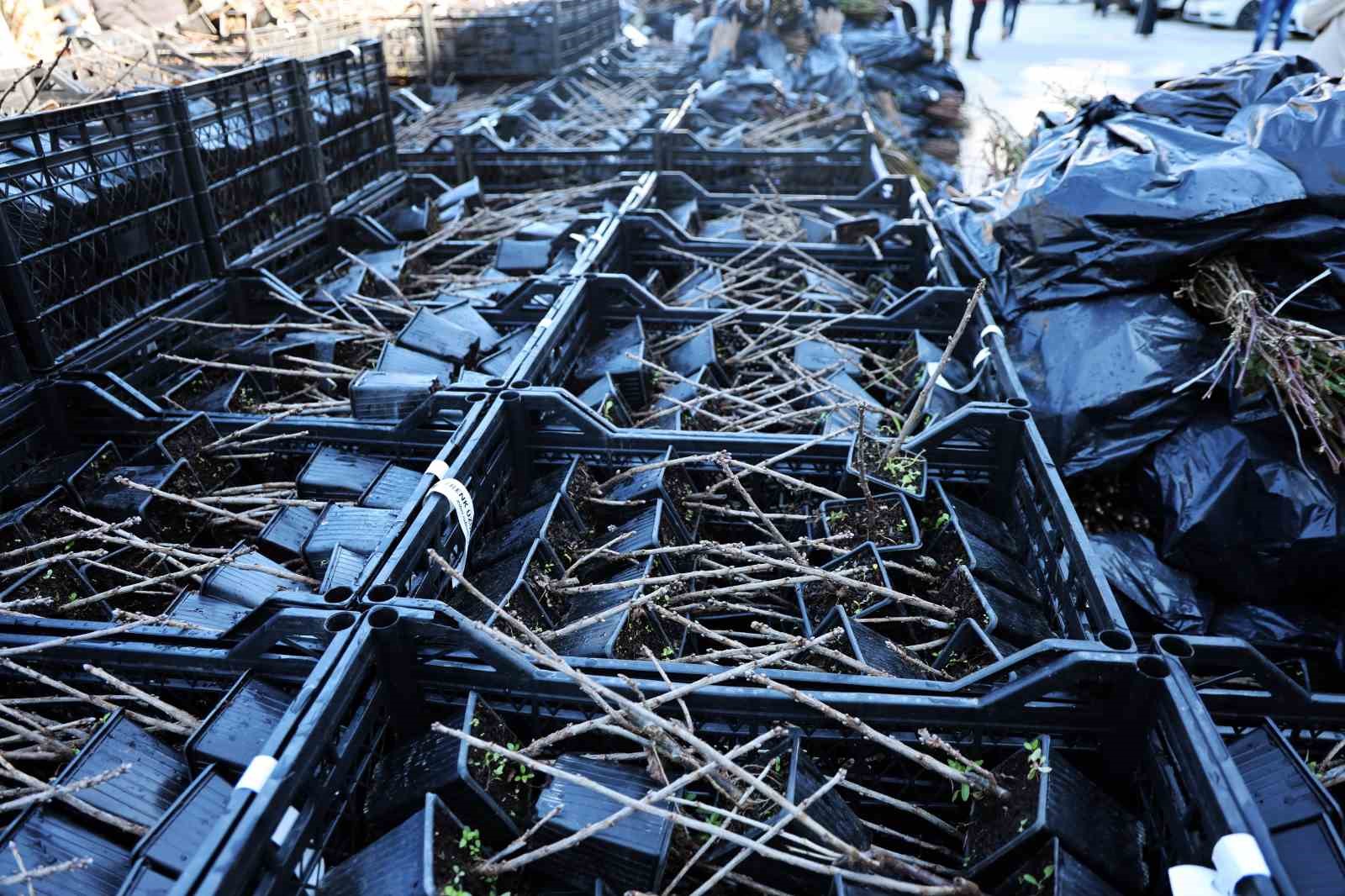 50 bin adet üzümsü fidan dağıtıldı
50 bin adet üzümsü fidan dağıtıldı