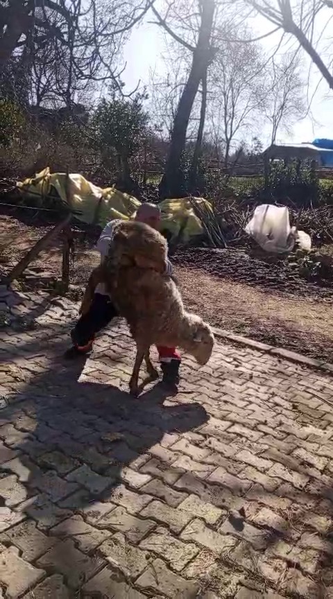 51 yaşındaki dünya şampiyonu, güreşçi koçla antrenman yaptı
