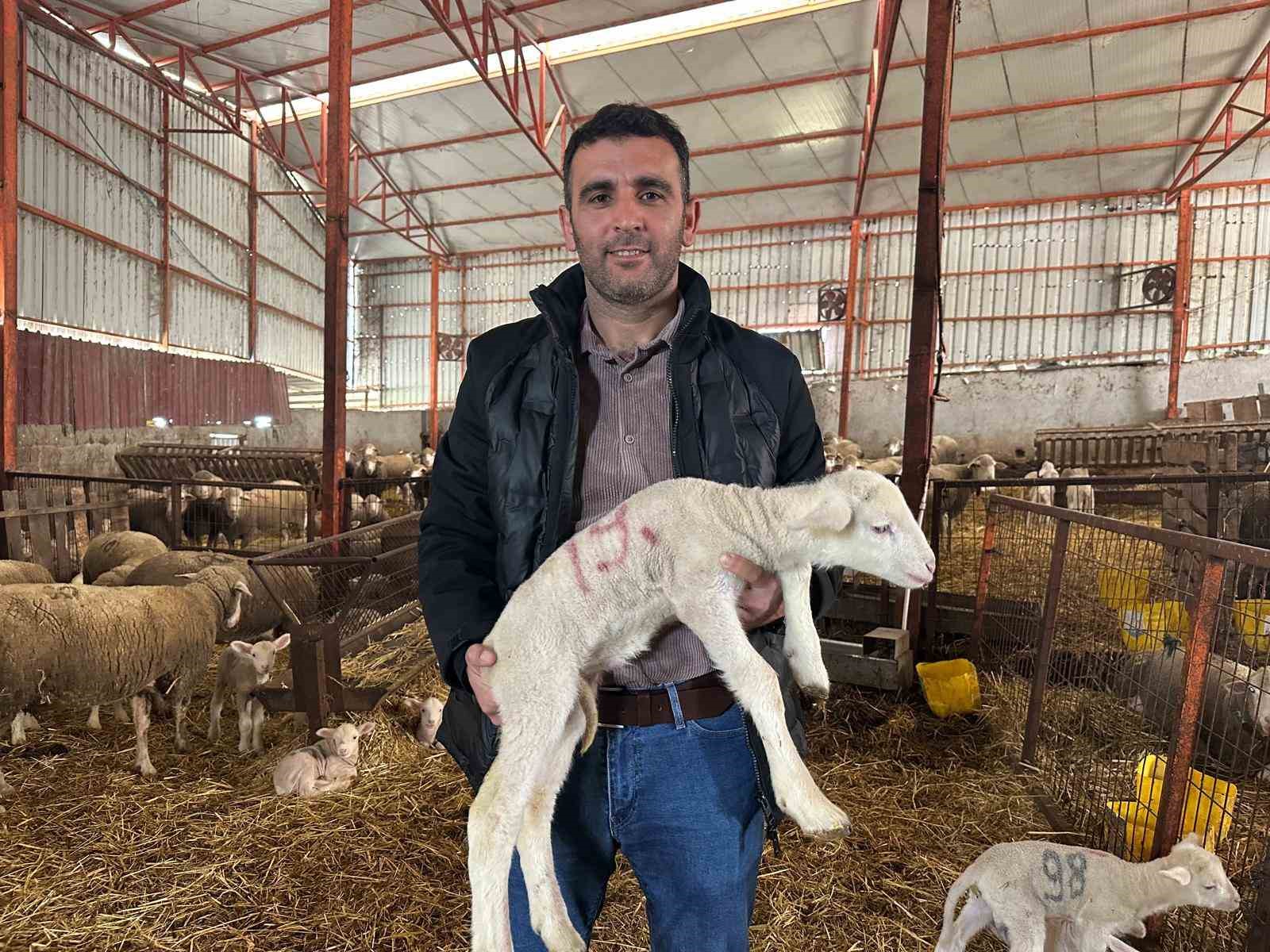 57 yıldır safkan damızlık Karacabey merinosu yetiştiriyorlar, birçok sürüde imzaları var
