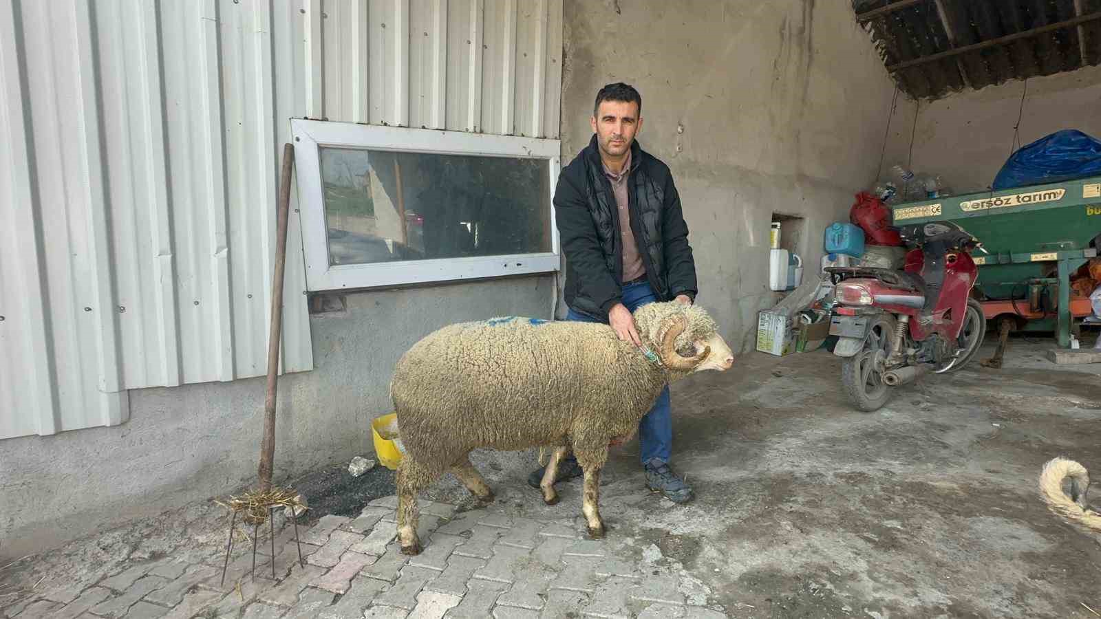 57 yıldır safkan damızlık Karacabey merinosu yetiştiriyorlar, birçok sürüde imzaları var
