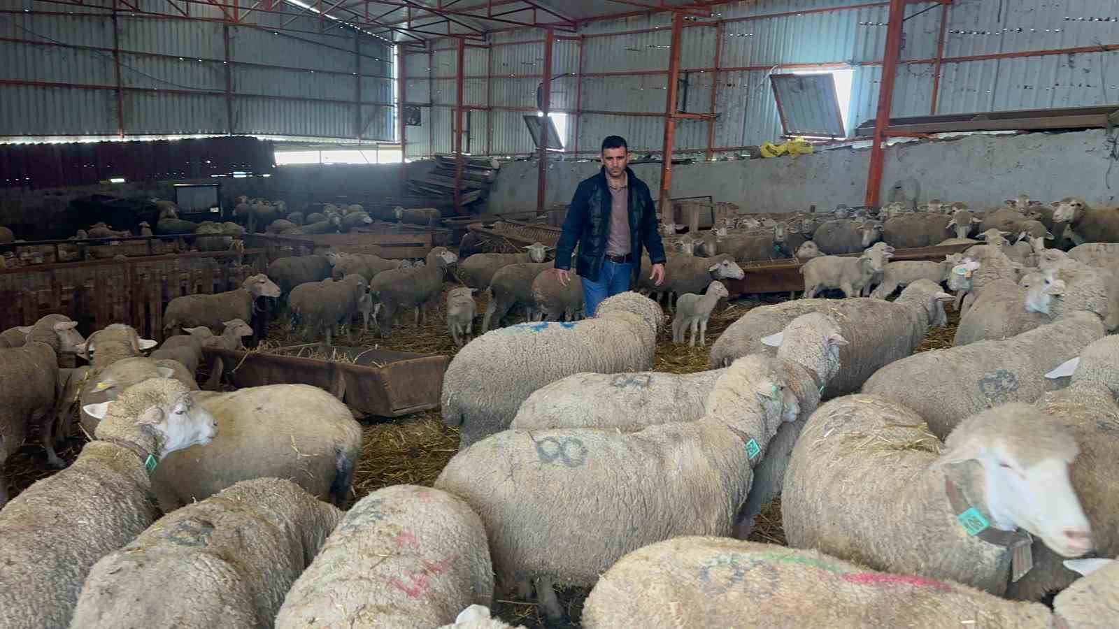 57 yıldır safkan damızlık Karacabey merinosu yetiştiriyorlar, birçok sürüde imzaları var
