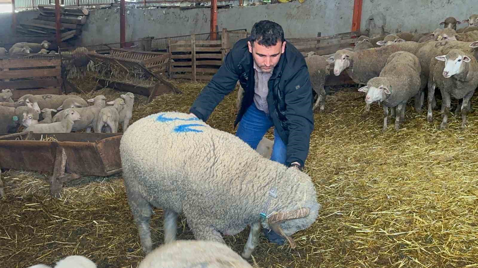 57 yıldır safkan damızlık Karacabey merinosu yetiştiriyorlar, birçok sürüde imzaları var
