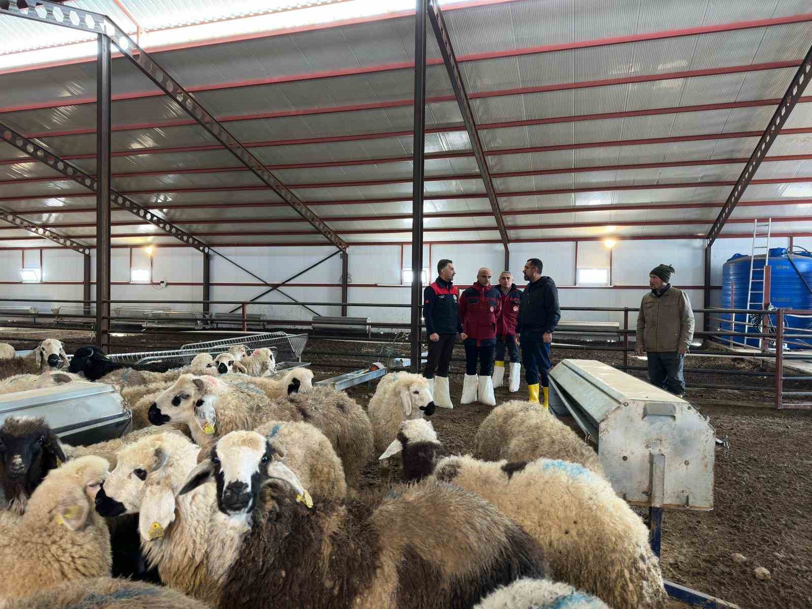 585 başlık küçükbaş işletmesi, yüzde 50 hibeyle faaliyete geçti
