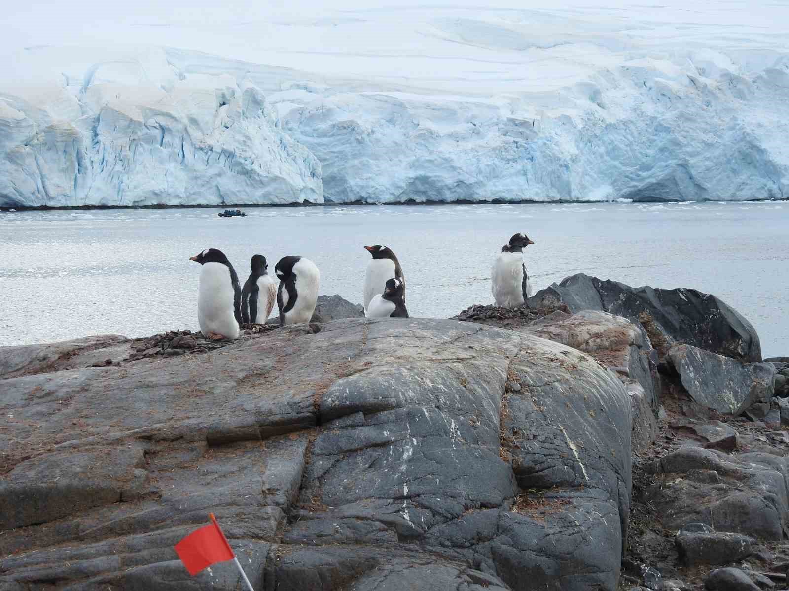 7 yaşındaki Pars, Güney Kutbu’nda Türk bayrağı açtı
