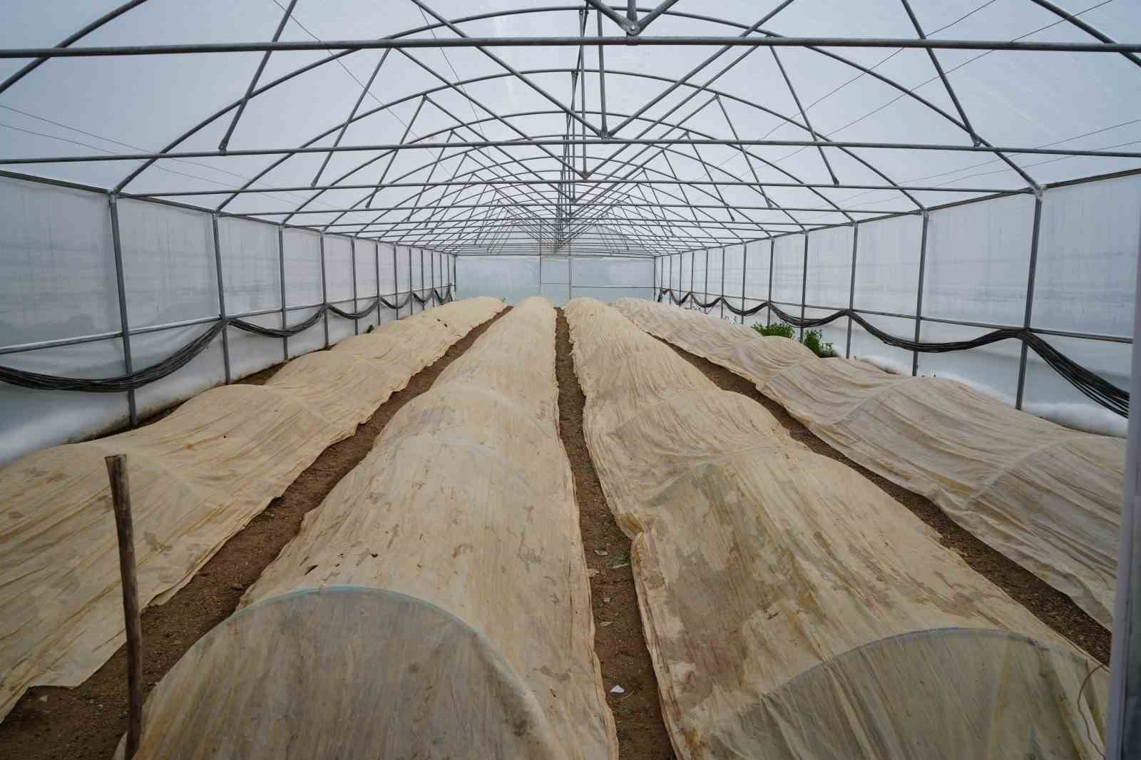 76 yaşındaki Bayburtlu üretici ata tohumları için zirai don nöbetinde
76 yaşındaki Bayburtlu üretici ata tohumları için zirai don nöbetinde