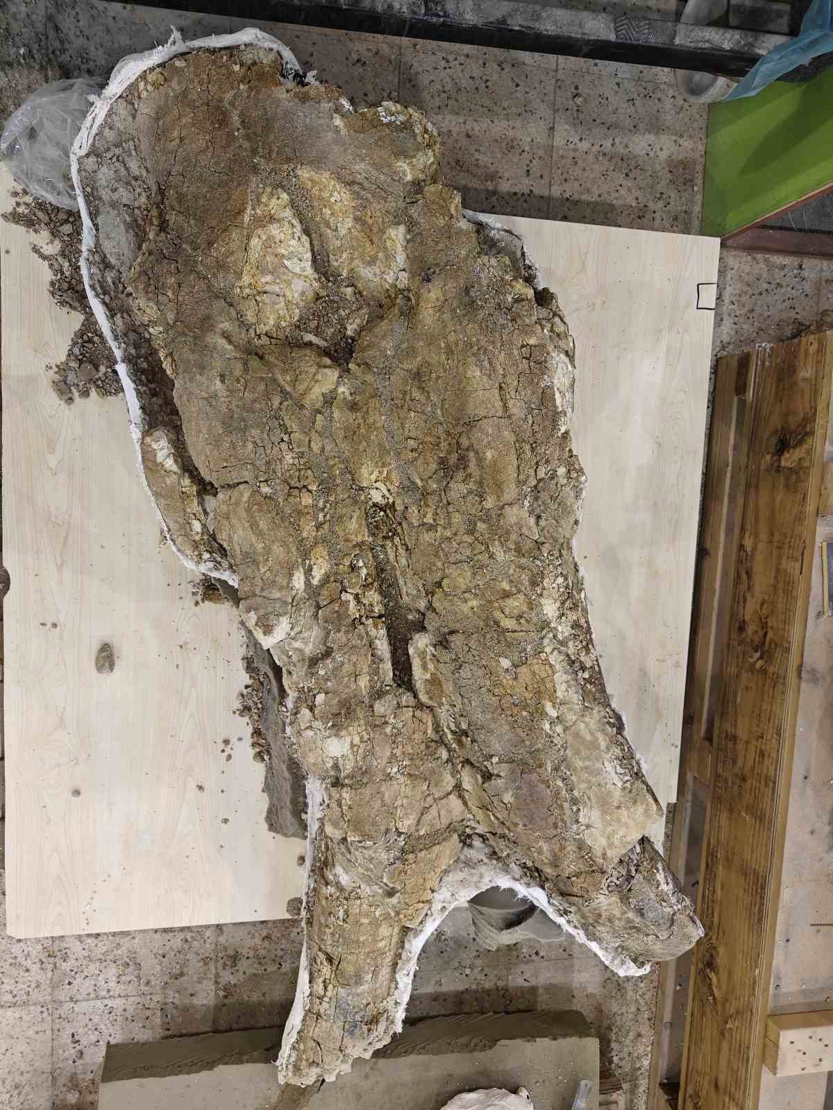 7,7 milyon yıllık tarihe ışık tutan Taşhan’da daha sonraki dönemlerde yaşayan türlerin fosilleri bulundu
