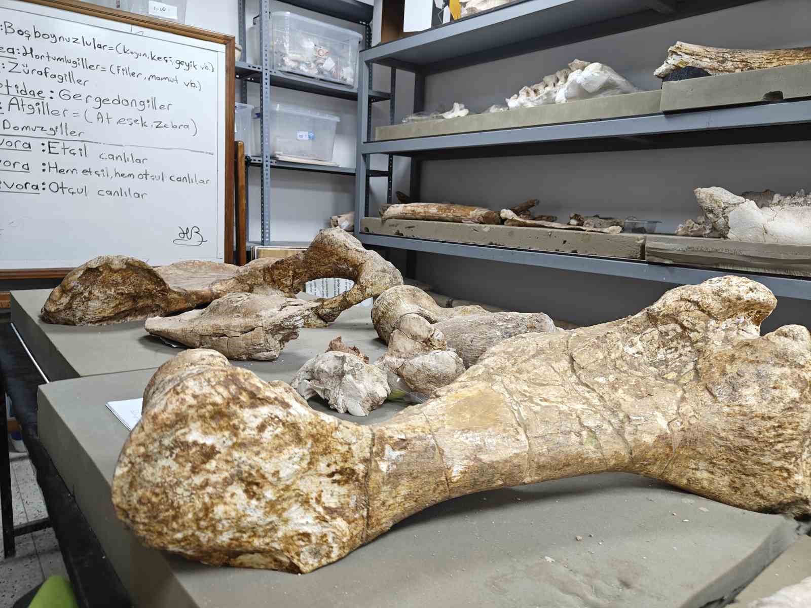 7,7 milyon yıllık tarihe ışık tutan Taşhan’da daha sonraki dönemlerde yaşayan türlerin fosilleri bulundu
