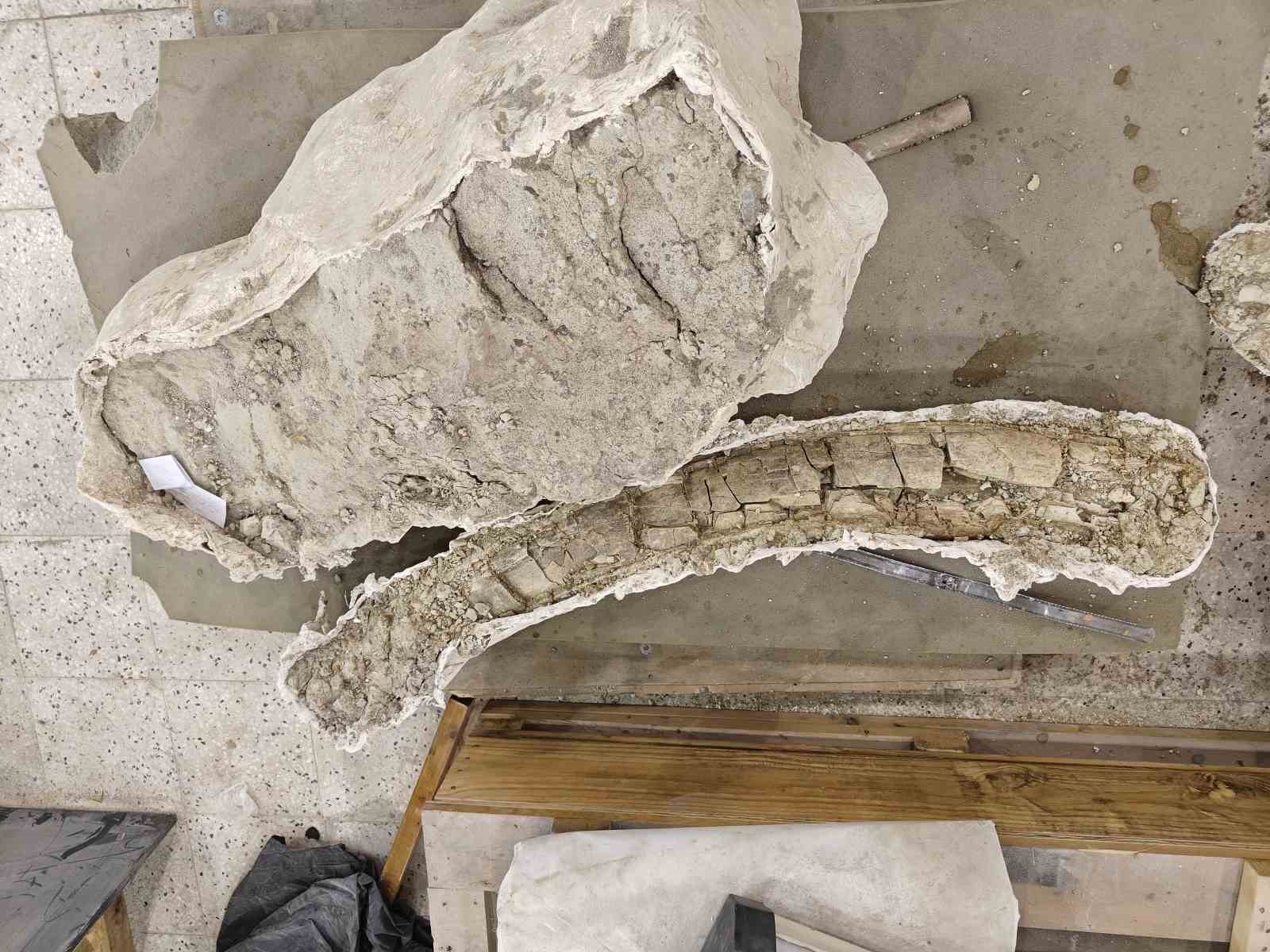 7,7 milyon yıllık tarihe ışık tutan Taşhan’da daha sonraki dönemlerde yaşayan türlerin fosilleri bulundu
