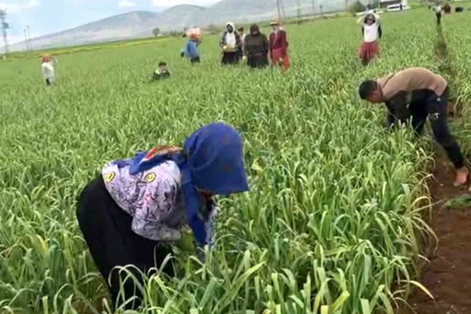 AB tescilli araban sarımsağında yabancı ot temizliği sürüyor
