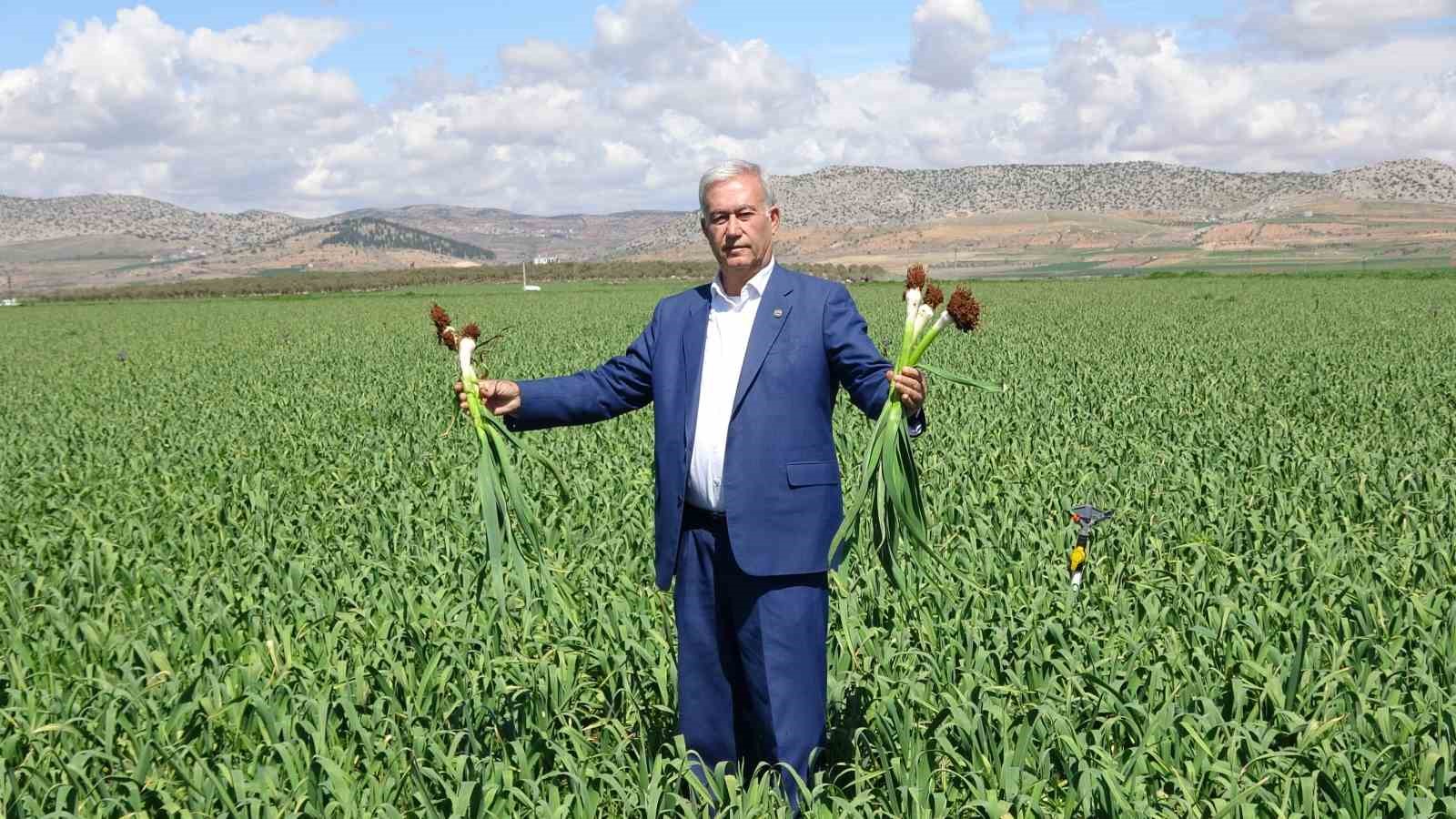 AB tescilli Araban sarımsağında yüksek rekolte ve kaliteli ürün bekleyişi
