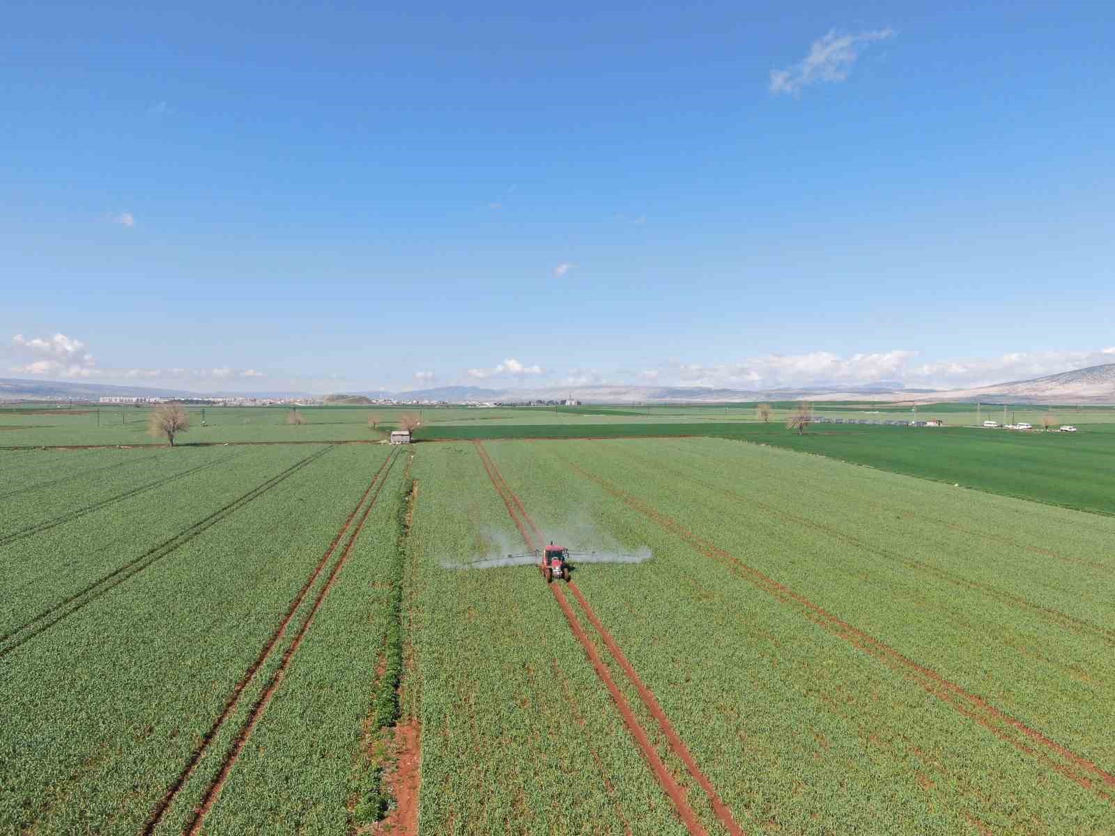 AB tescilli Araban sarımsağında yüksek rekolte ve kaliteli ürün bekleyişi
