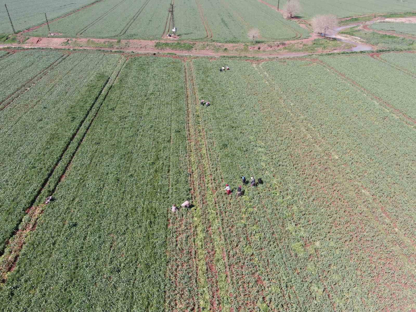 AB tescilli Araban sarımsağında yüksek rekolte ve kaliteli ürün bekleyişi
