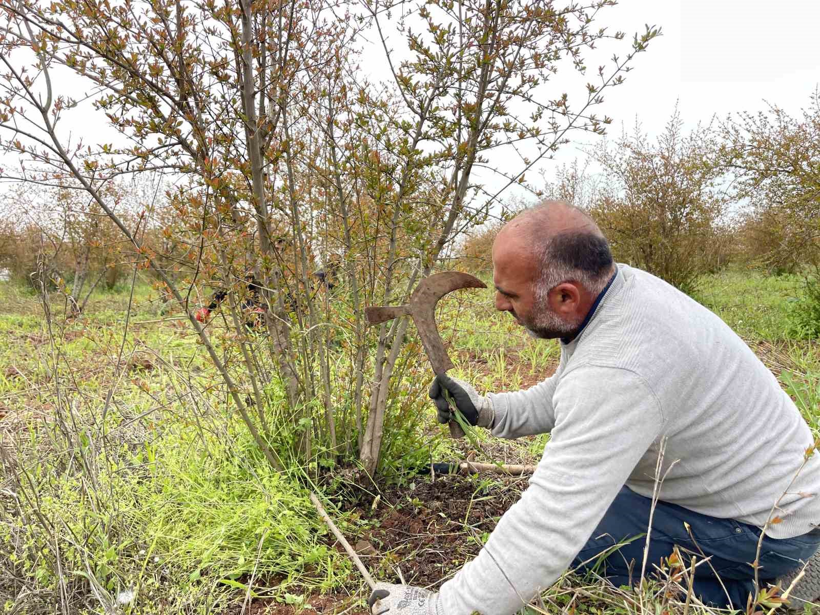 AB tescilli Suruç narında budama zamanı
