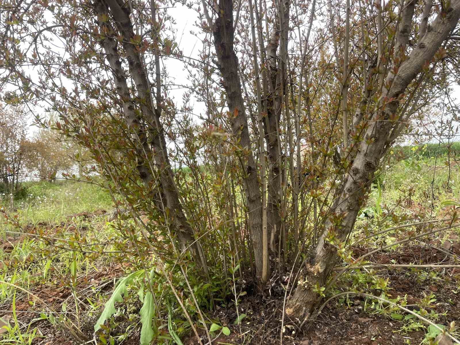 AB tescilli Suruç narında budama zamanı
