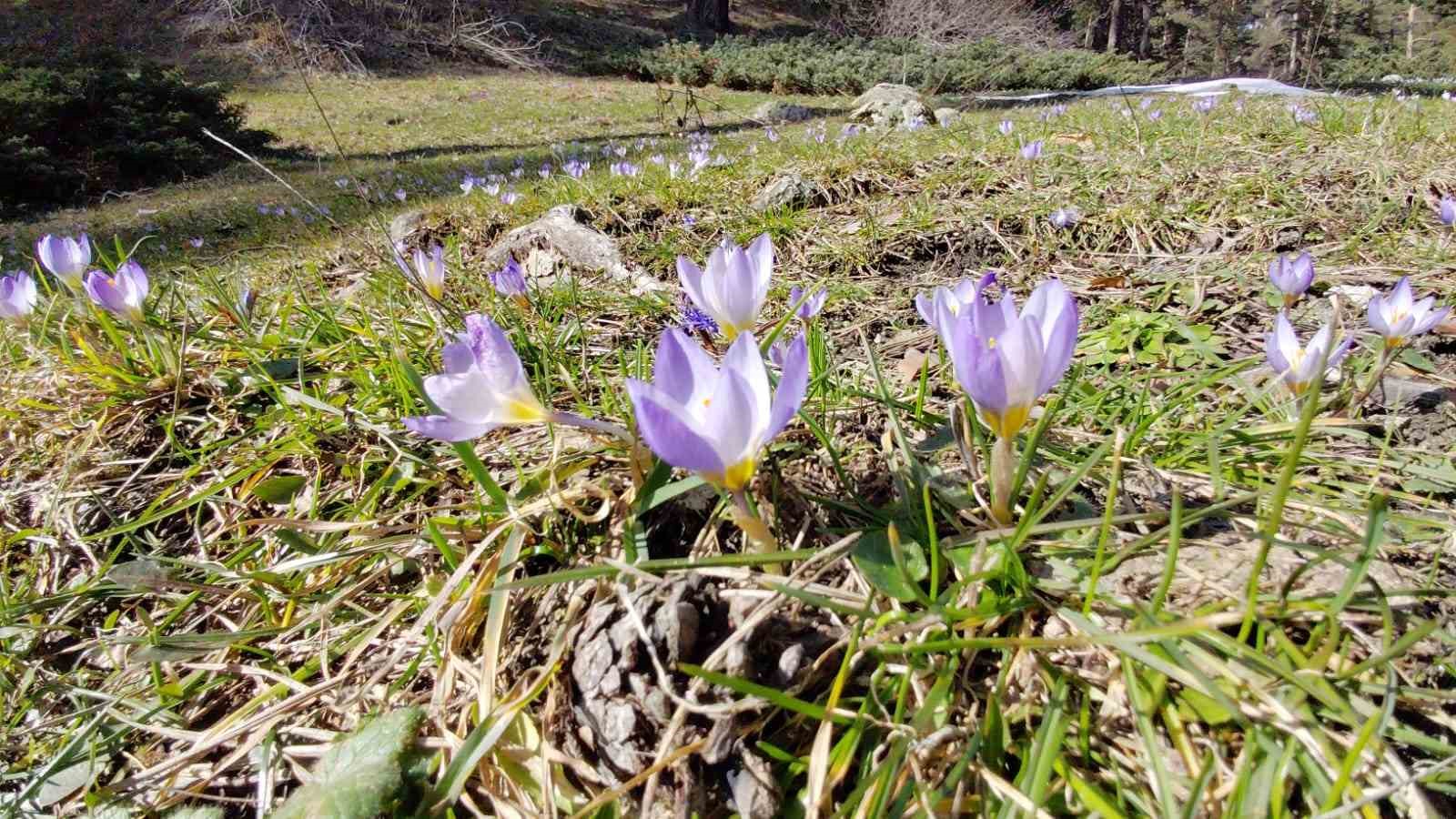 Abant’ta karların ardından bahar manzarası
