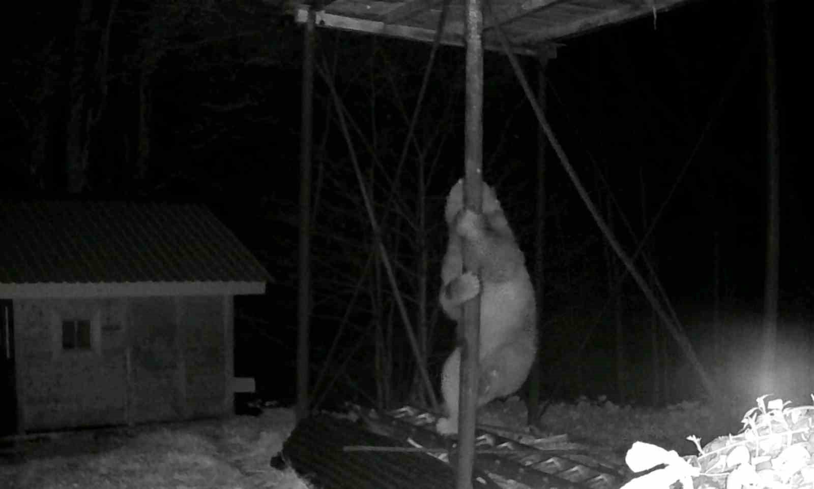 Aç kalan ayı kovanlara ulaşmak için düz demire tırmanmaya çalıştı
