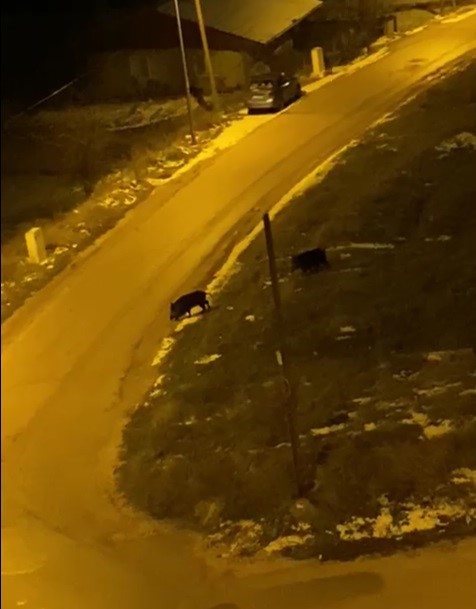 Aç kalan domuzlar şehre indi
