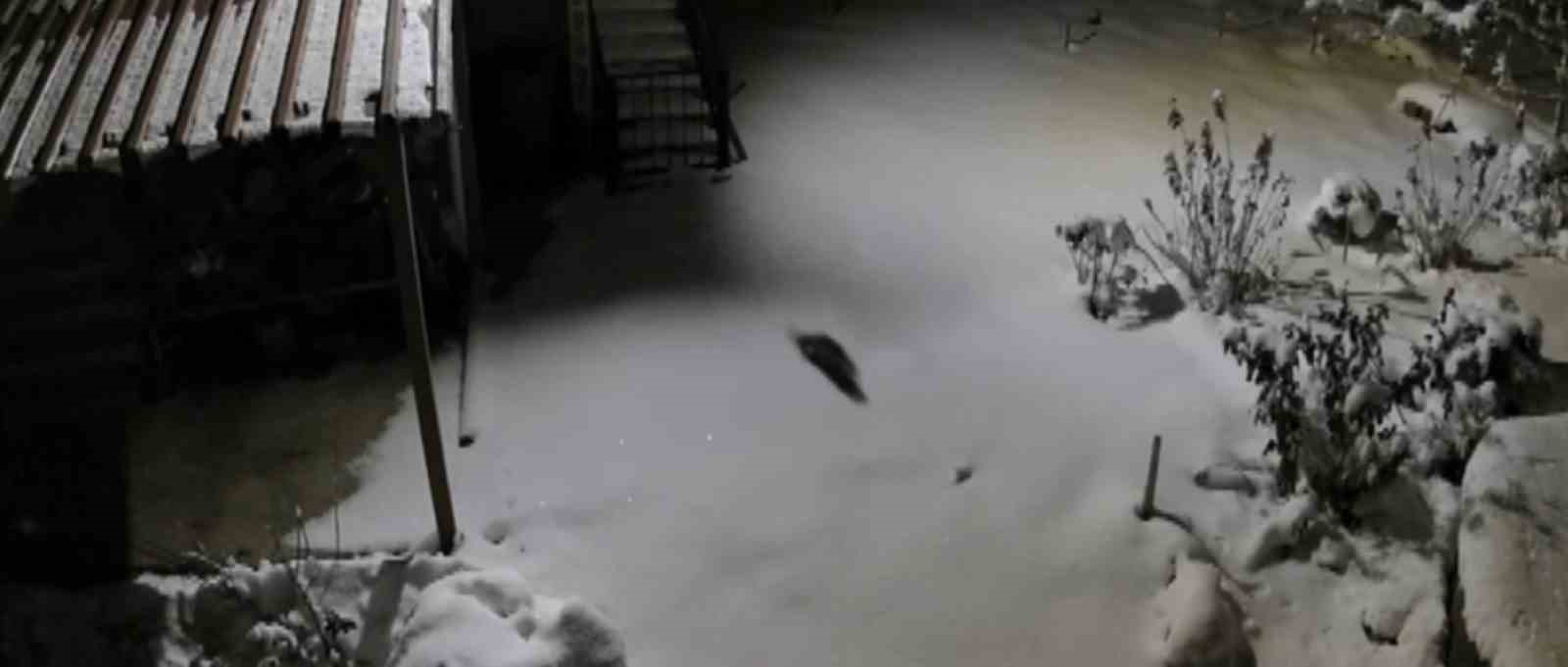 Aç kalan kaya sansarı evlerin dibine kadar indi
