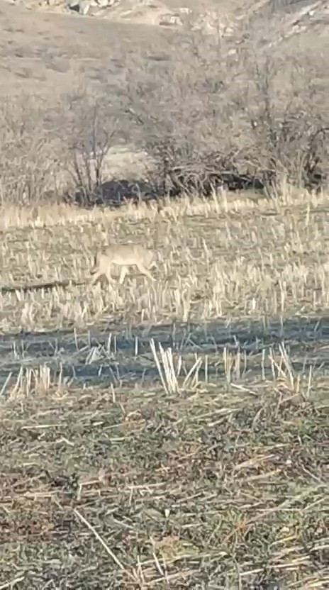 Aç kalan kurtlar yerleşim merkezine indi
