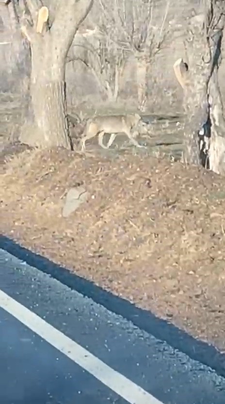 Aç kalan kurtlar yerleşim merkezine indi
