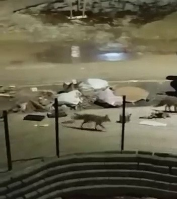 Aç kalan tilkiler yerleşim yerlerine indi
