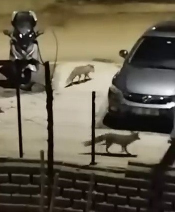 Aç kalan tilkiler yerleşim yerlerine indi
