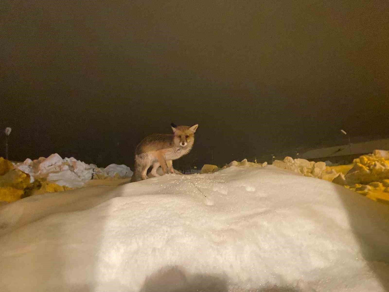 Aç kalan tilkiye şefkat eli: "O yedikçe ben mutlu oldum"
