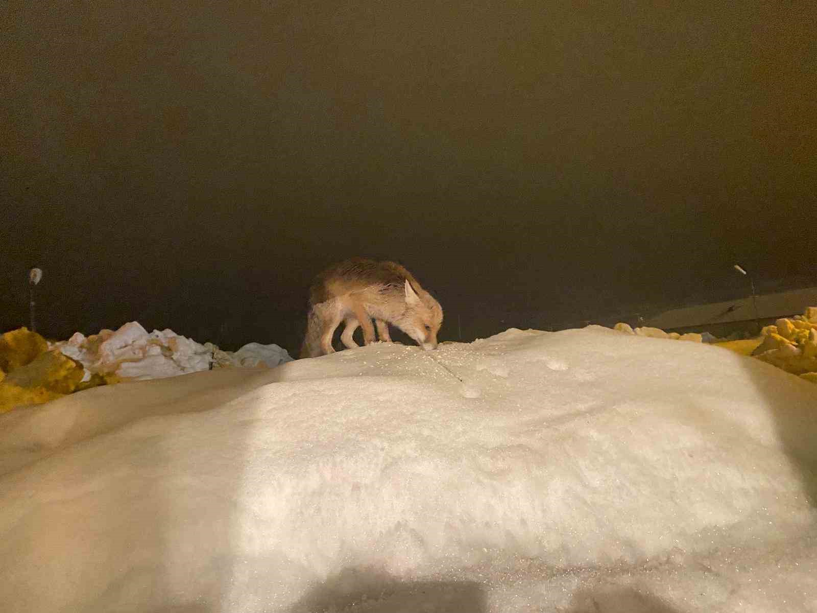 Aç kalan tilkiye şefkat eli: "O yedikçe ben mutlu oldum"
