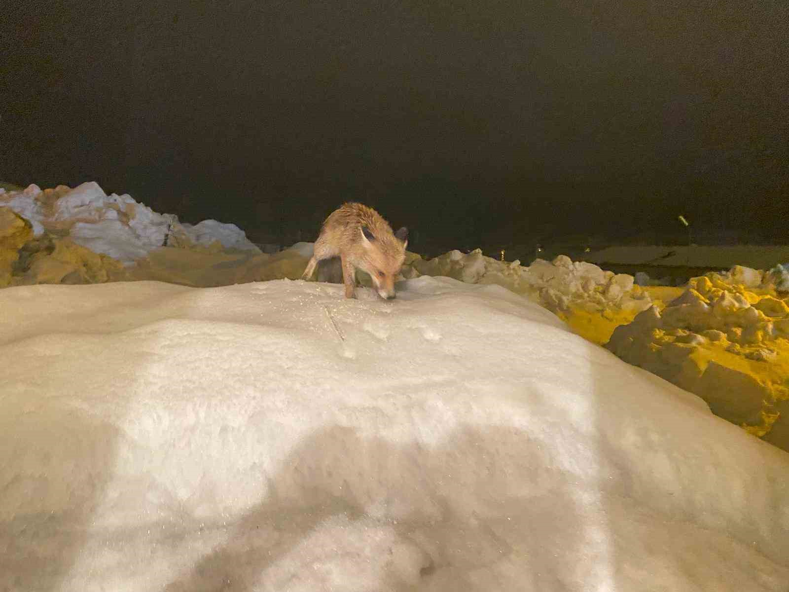 Aç kalan tilkiye şefkat eli: "O yedikçe ben mutlu oldum"
