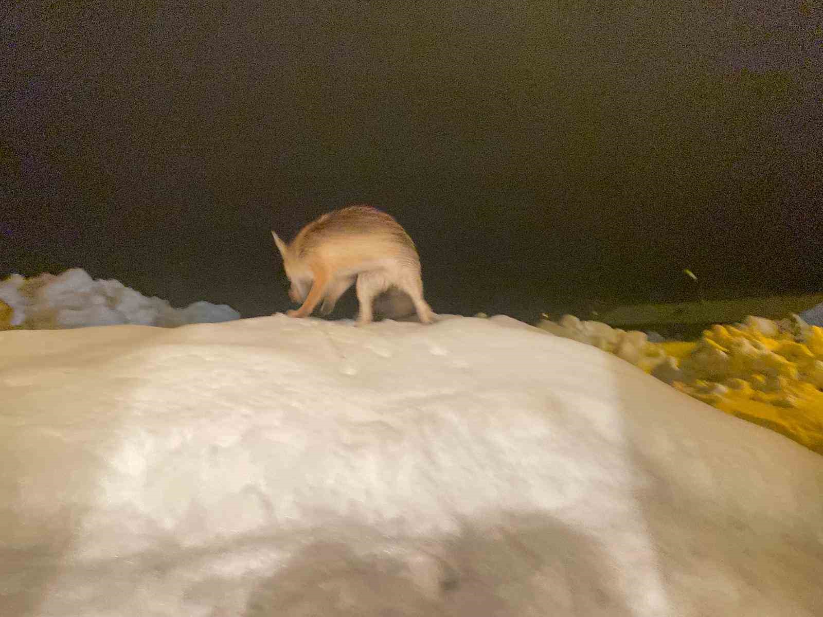 Aç kalan tilkiye şefkat eli: "O yedikçe ben mutlu oldum"
