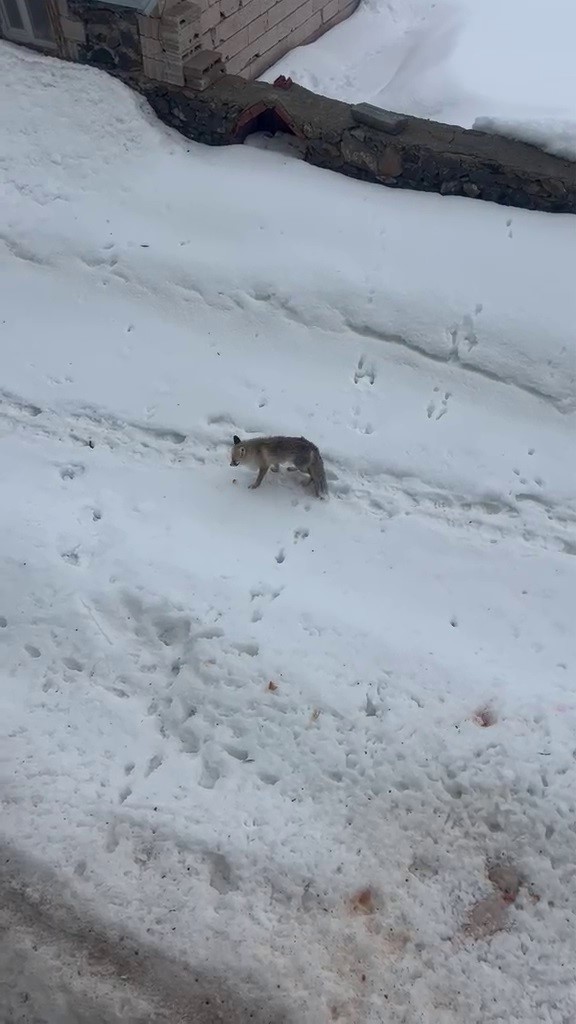 Aç kalan tilkiyi elleriyle besledi
