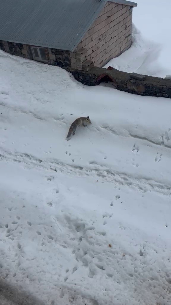 Aç kalan tilkiyi elleriyle besledi

