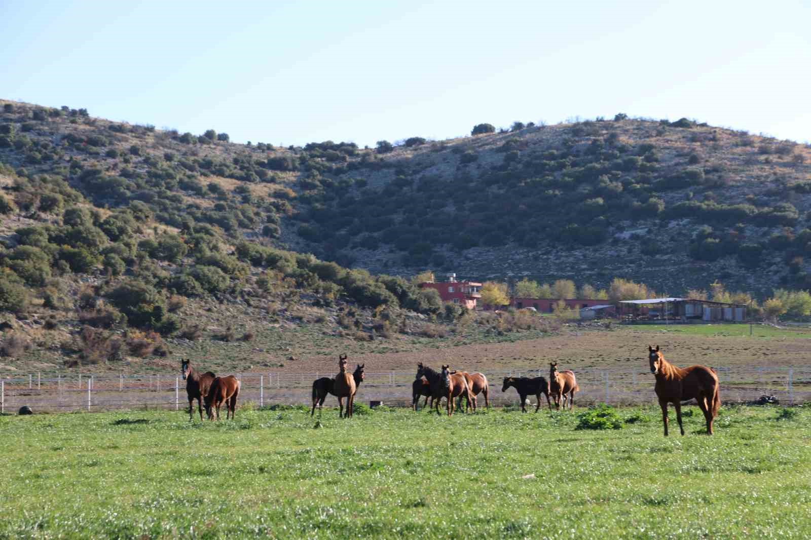 Adana milyonluk İngiliz ve Arap atlarının yetişme alanı oldu
