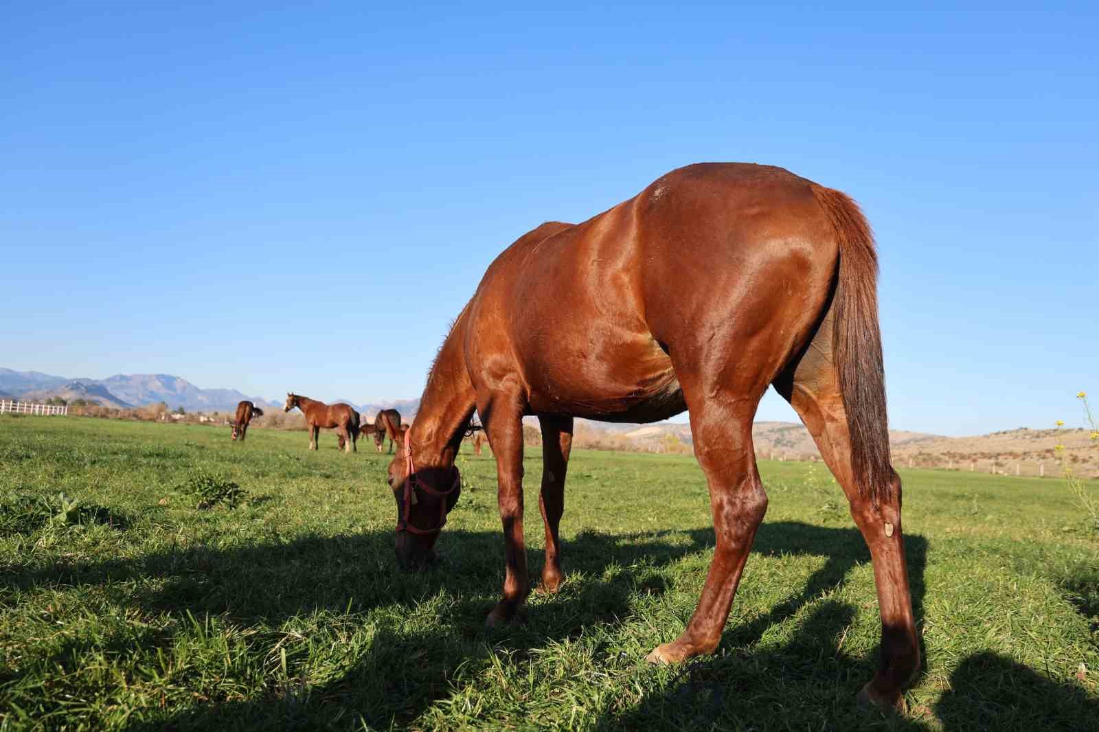 Adana milyonluk İngiliz ve Arap atlarının yetişme alanı oldu
