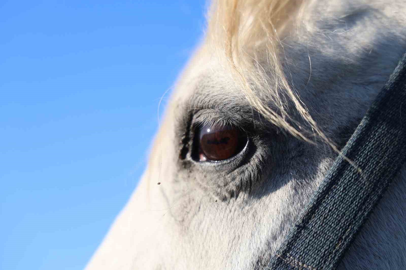 Adana milyonluk İngiliz ve Arap atlarının yetişme alanı oldu
