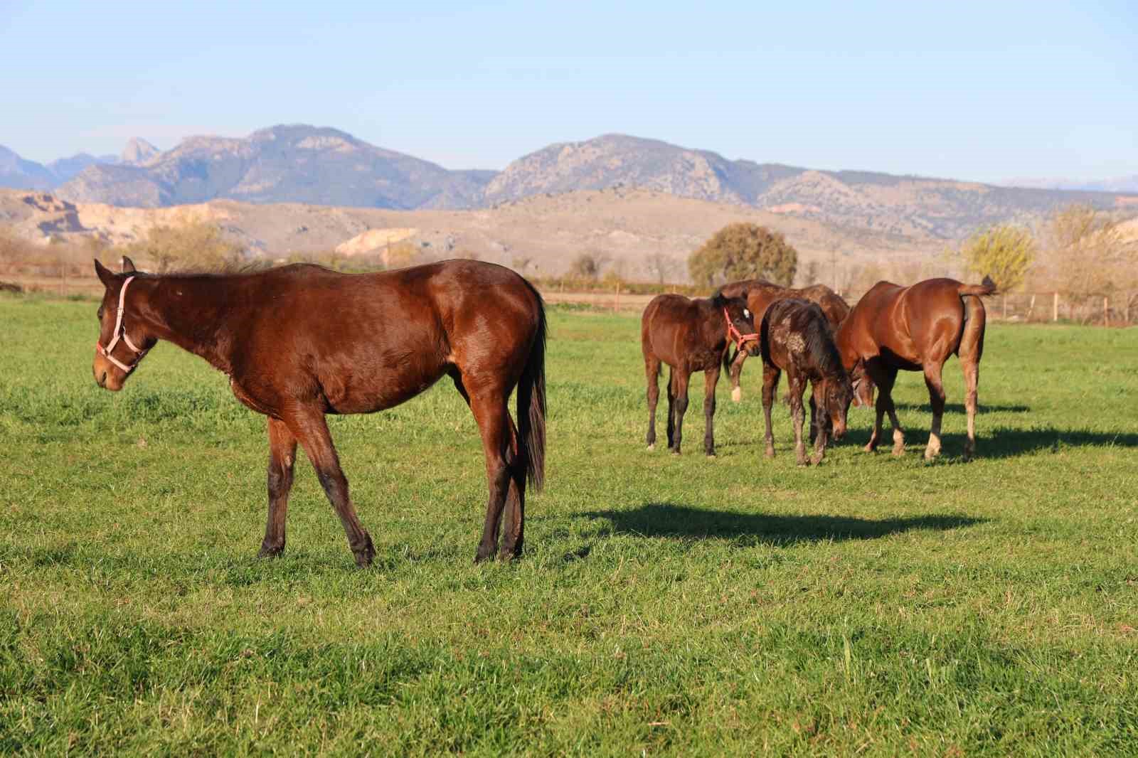 Adana milyonluk İngiliz ve Arap atlarının yetişme alanı oldu
