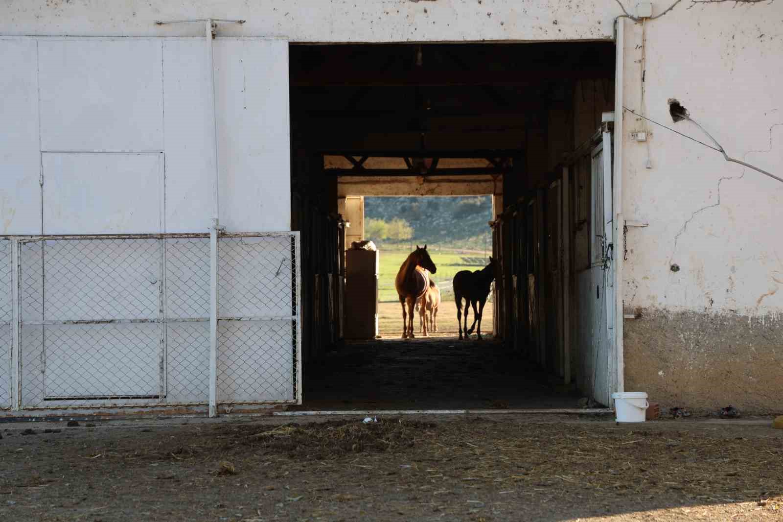 Adana milyonluk İngiliz ve Arap atlarının yetişme alanı oldu
