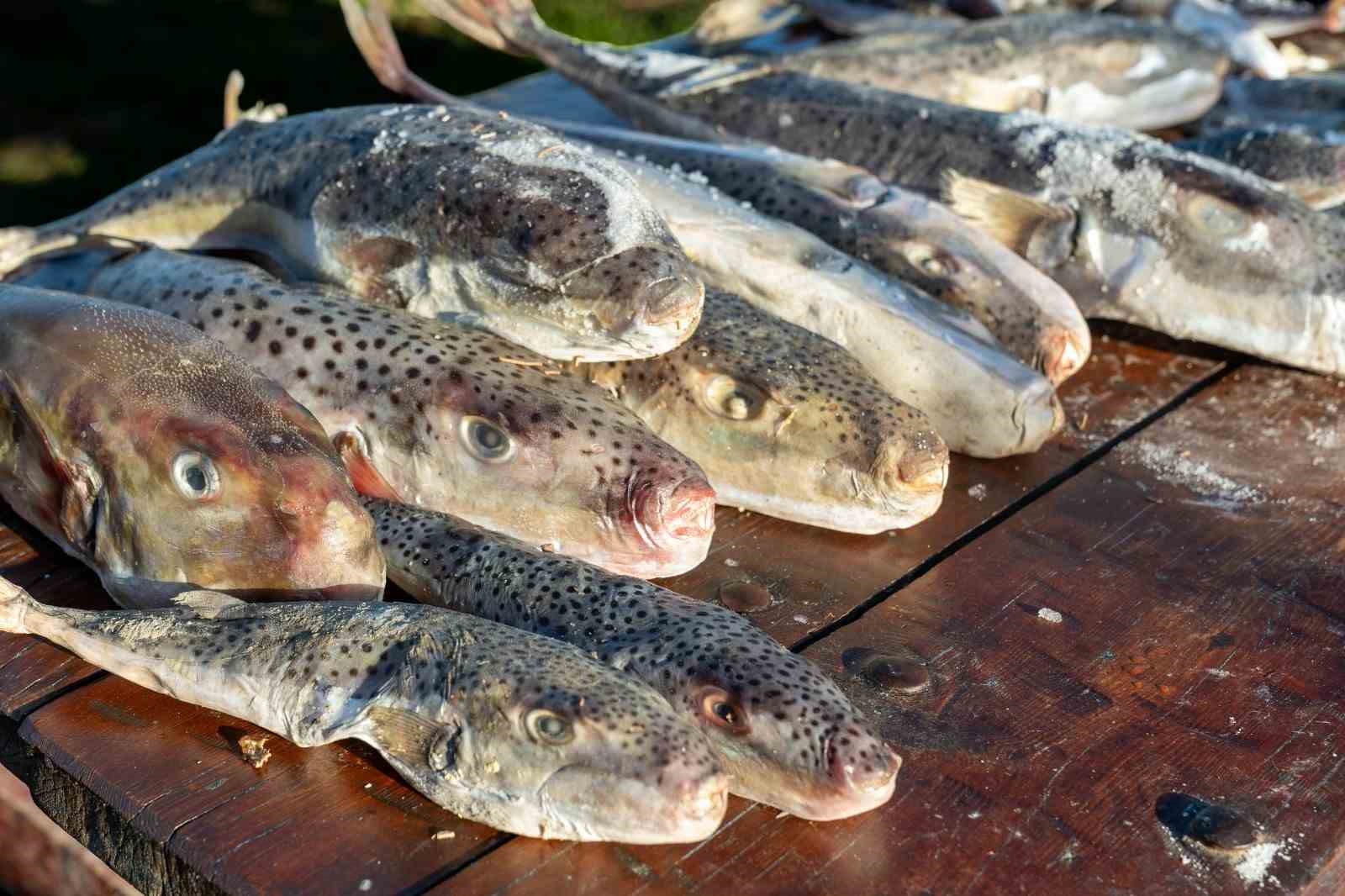 Adana’da 4 günde 128 bin balon balığı toplandı
Adana’da 4 günde 128 bin balon balığı toplandı