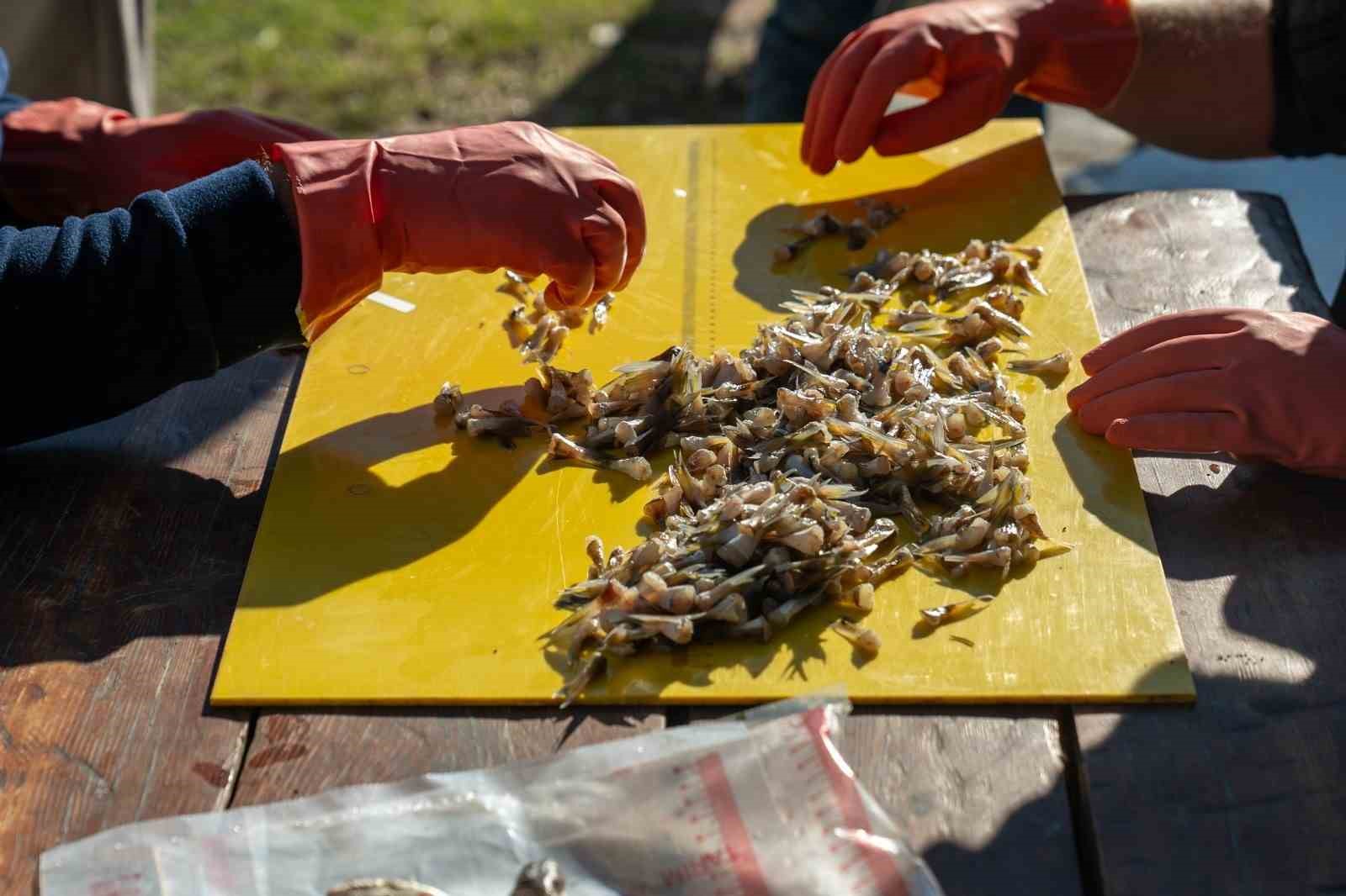 Adana’da 4 günde 128 bin balon balığı toplandı
Adana’da 4 günde 128 bin balon balığı toplandı