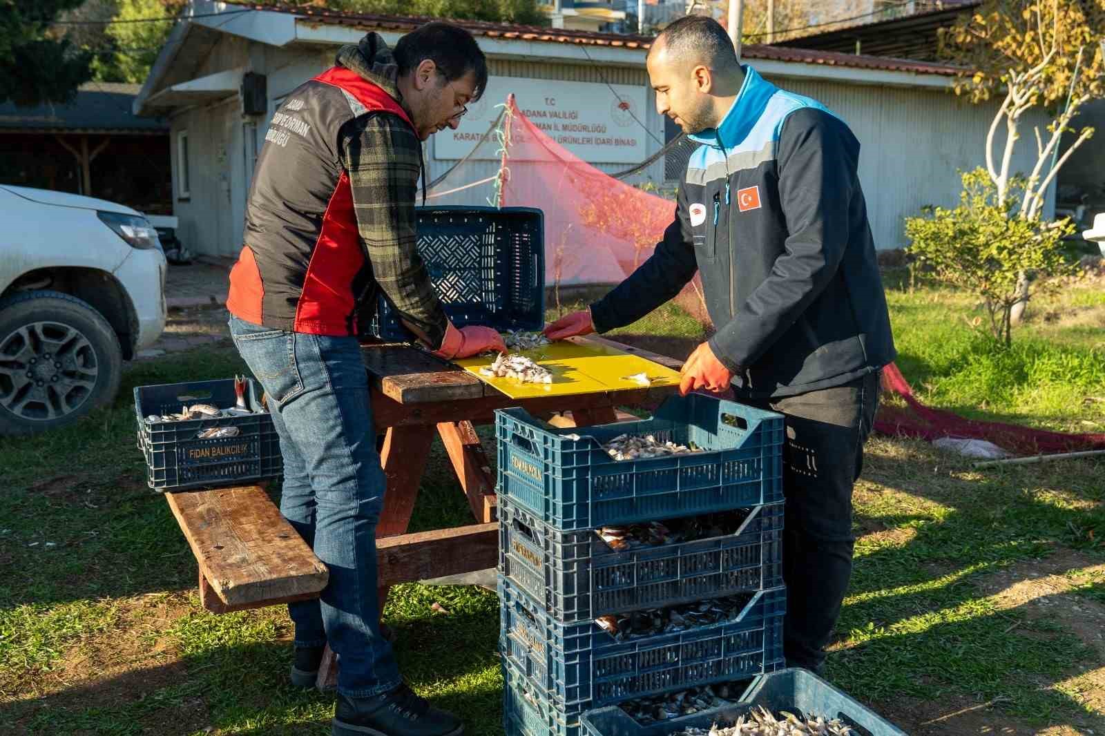 Adana’da 4 günde 128 bin balon balığı toplandı
Adana’da 4 günde 128 bin balon balığı toplandı