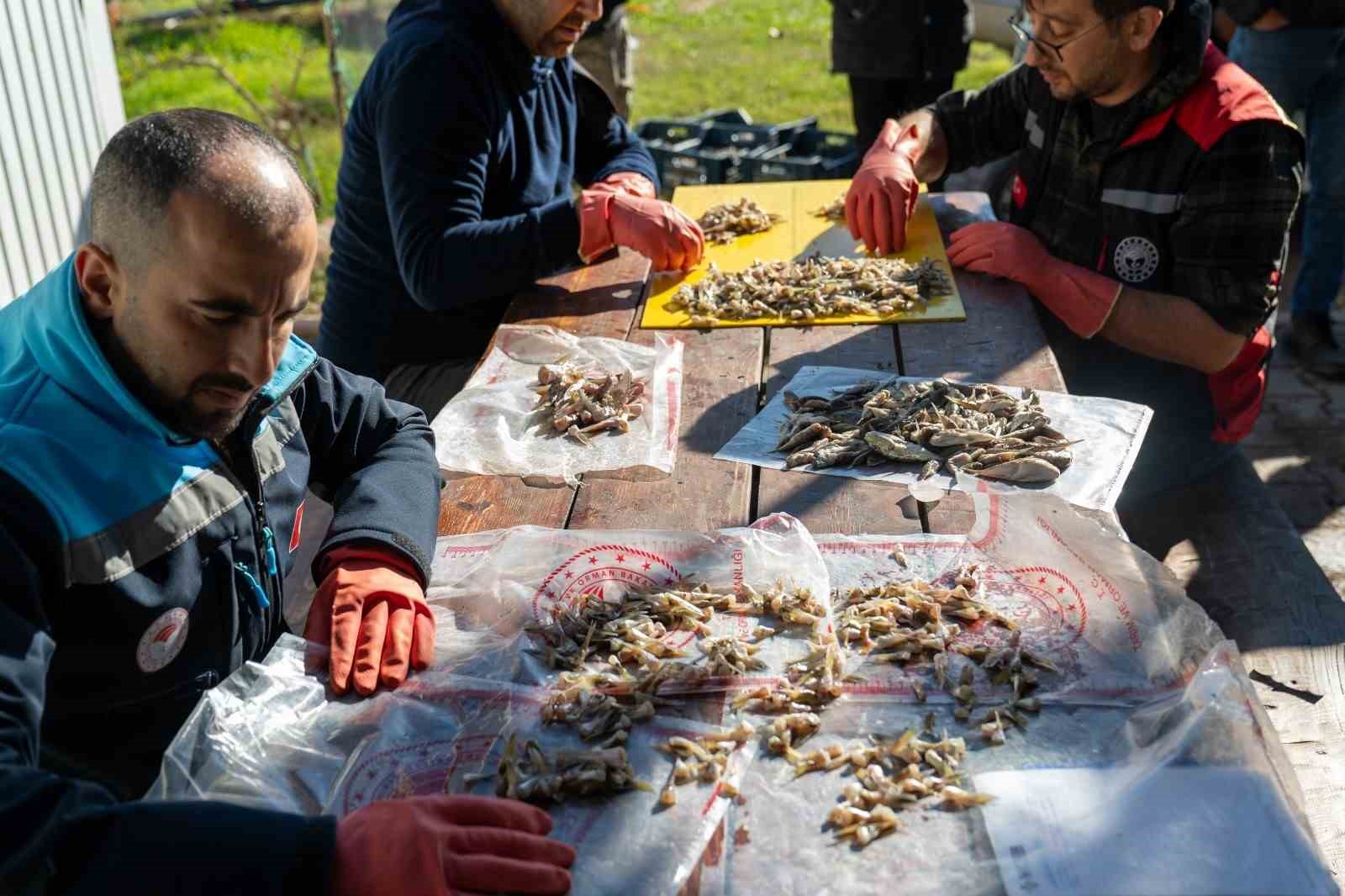 Adana’da 4 günde 128 bin balon balığı toplandı
Adana’da 4 günde 128 bin balon balığı toplandı