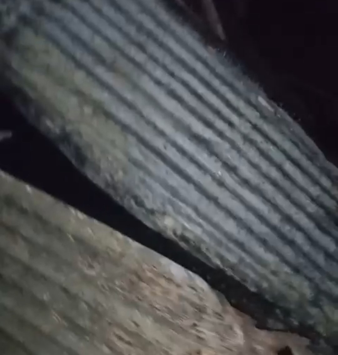 Adana’da 40 güvercin yangında telef oldu
