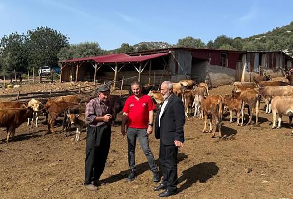 Adana’da "Güney Sarısı" bereketi: Yerli ırk üreticinin yüzünü güldürüyor
