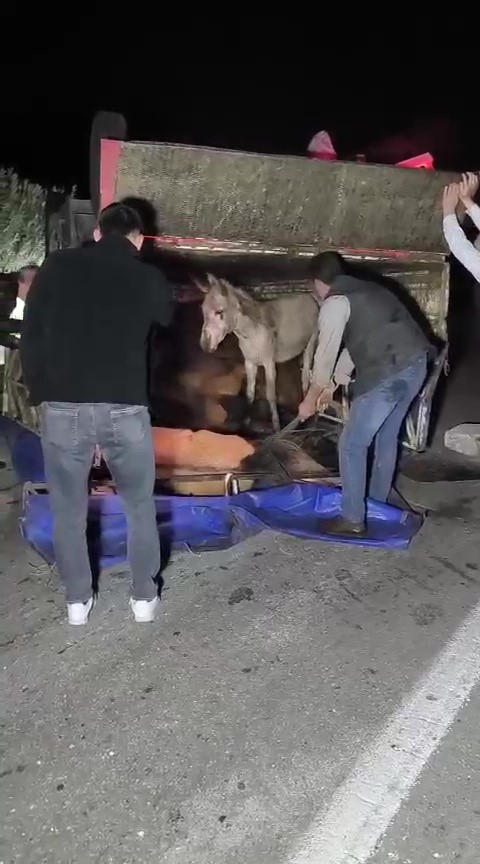 Adana’da kasası eşek dolu kamyonet yola devrildi
