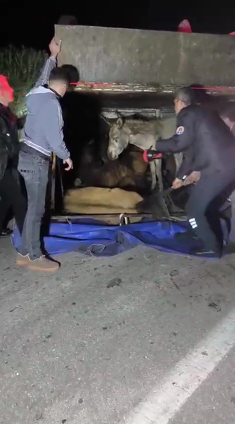 Adana’da kasası eşek dolu kamyonet yola devrildi
