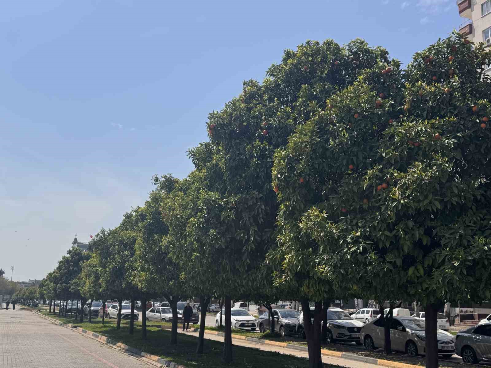 Adana’da portakal çiçeği kokusu kenti sardı

