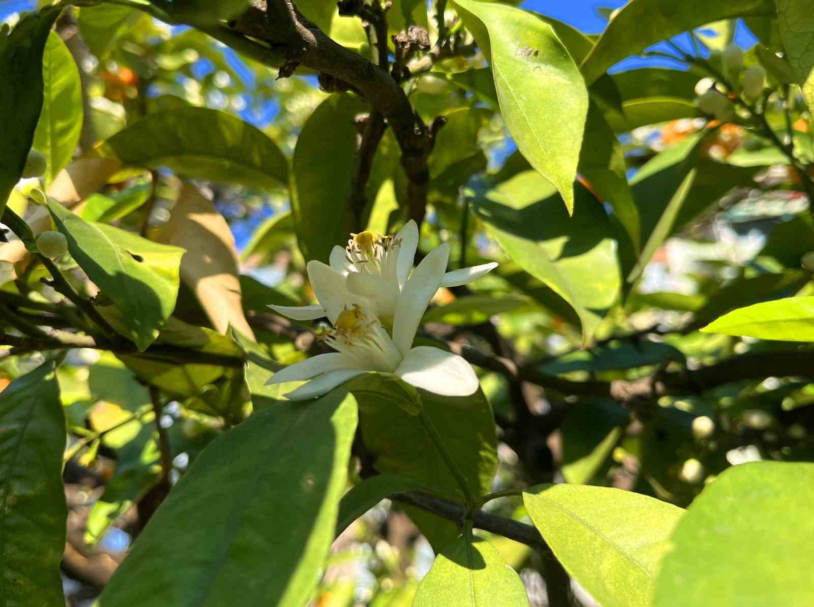 Adana’da portakal çiçeği kokusu kenti sardı
