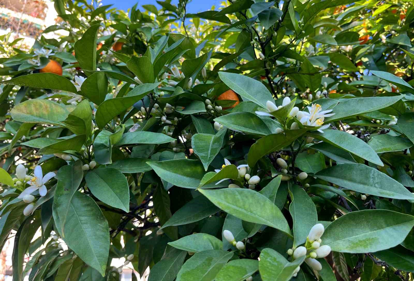 Adana’da portakal çiçeği kokusu kenti sardı
