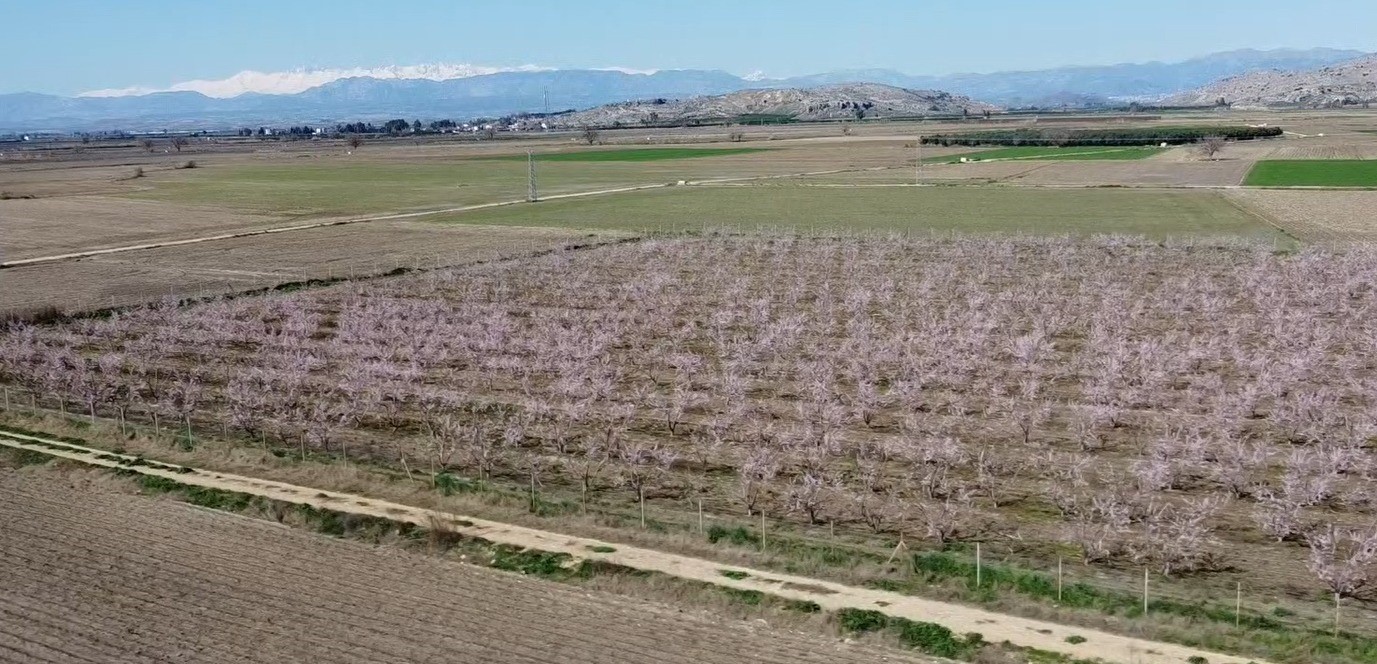 Adana’da şeftali ağaçları çiçek açtı
