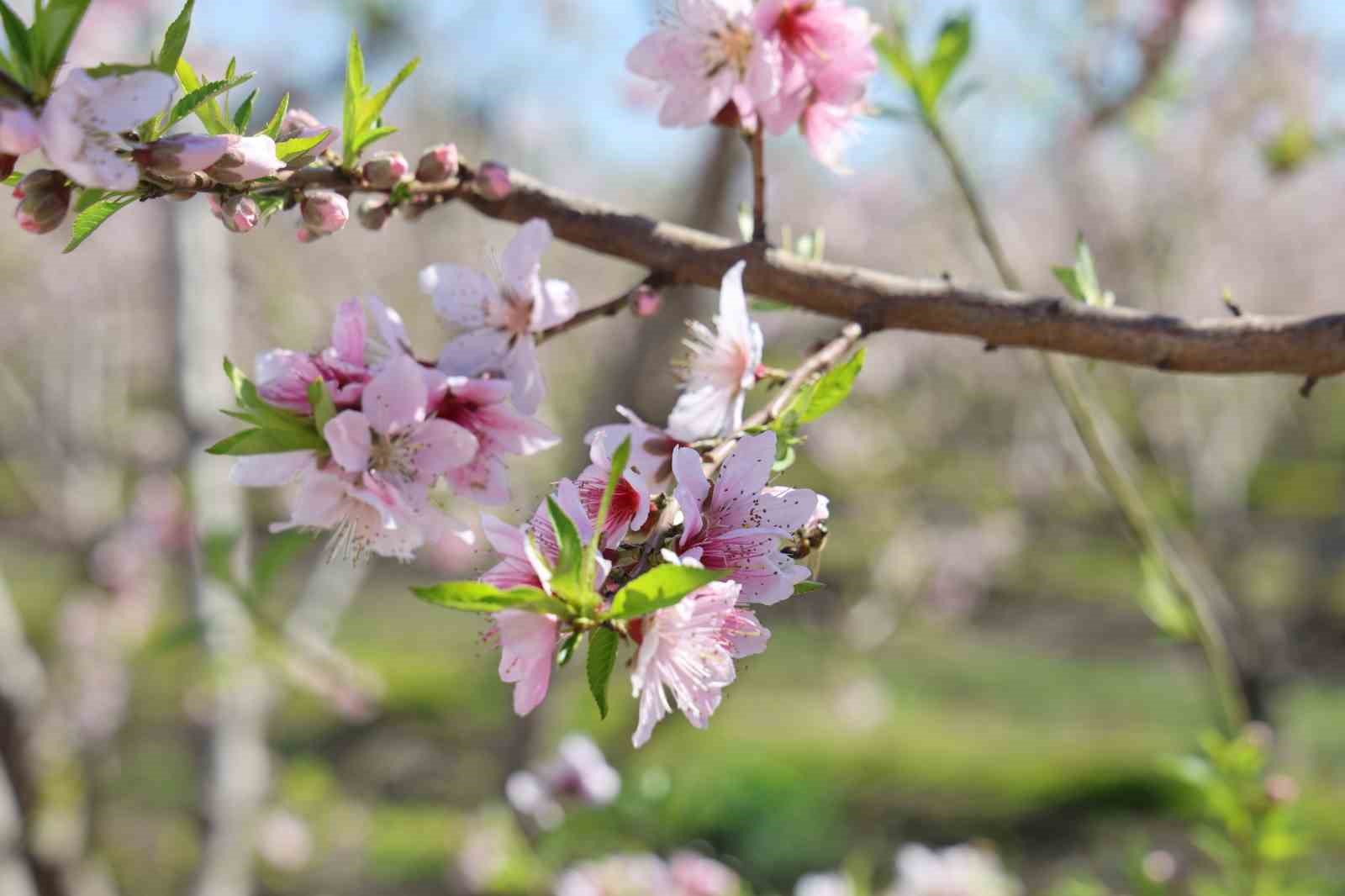 Adana’da şeftali ağaçları çiçek açtı
